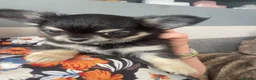 Chihuahua dogs for sale: last gorgeous Chihuahua Puppy ready to leave now  - Advert 9