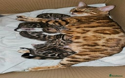 Bengal cats for sale: Bengal kittens  - Image 13