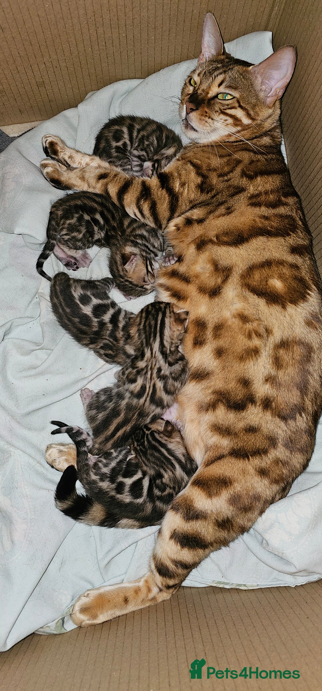 Bengal cats for sale: Bengal kittens  - Image 13