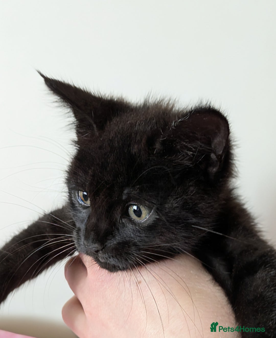 Bengal cats for sale: Melanistic Black Bengal Female Kitten - Image 4
