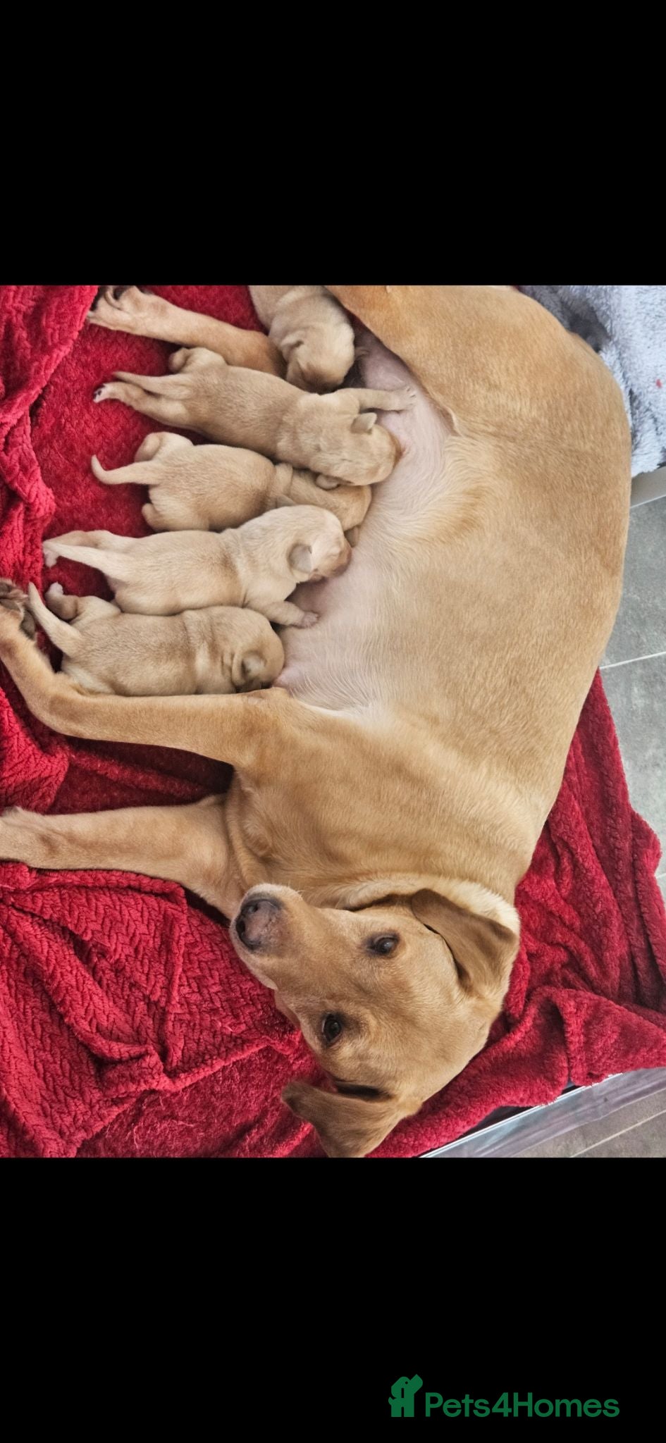 Labrador Retriever dogs 🐾 KC Registered Labrador Puppies – Red/Yellow 🐾 - Advert 2