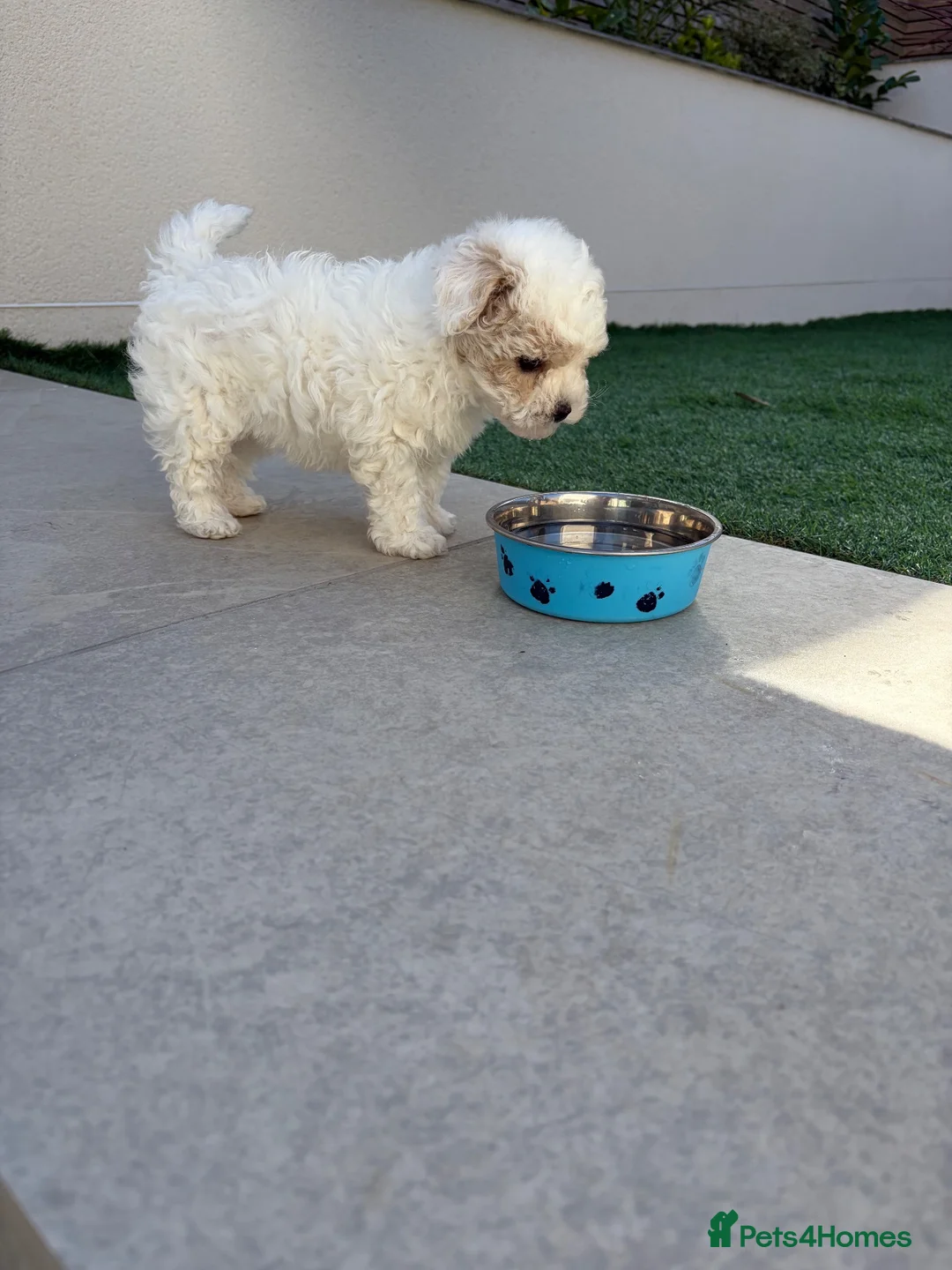Maltipoo dogs for sale: Maltipoo Puppies  - Advert 2