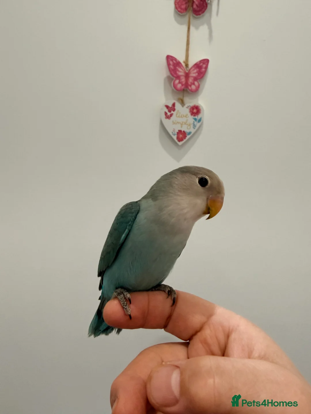 Lovebirds birds for sale: BEAUTIFUL BABY LOVEBIRDS. TWO AVAILABLE TO CHOOSE  - Advert 5