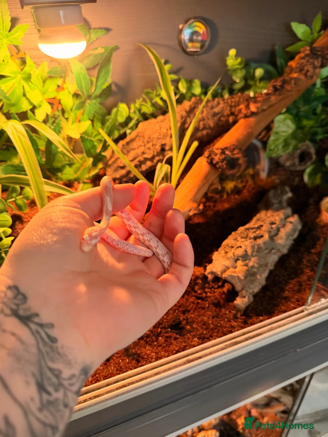 Corn Snake reptiles for sale: Snow Corn Snake  - Advert 2