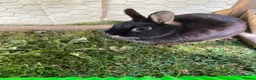 Mini Lop rabbits for sale: Three rabbits for sale - Advert 3