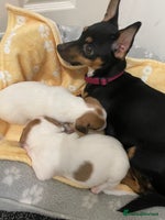 Mixed Breed dogs Jack chi puppies - Advert 11