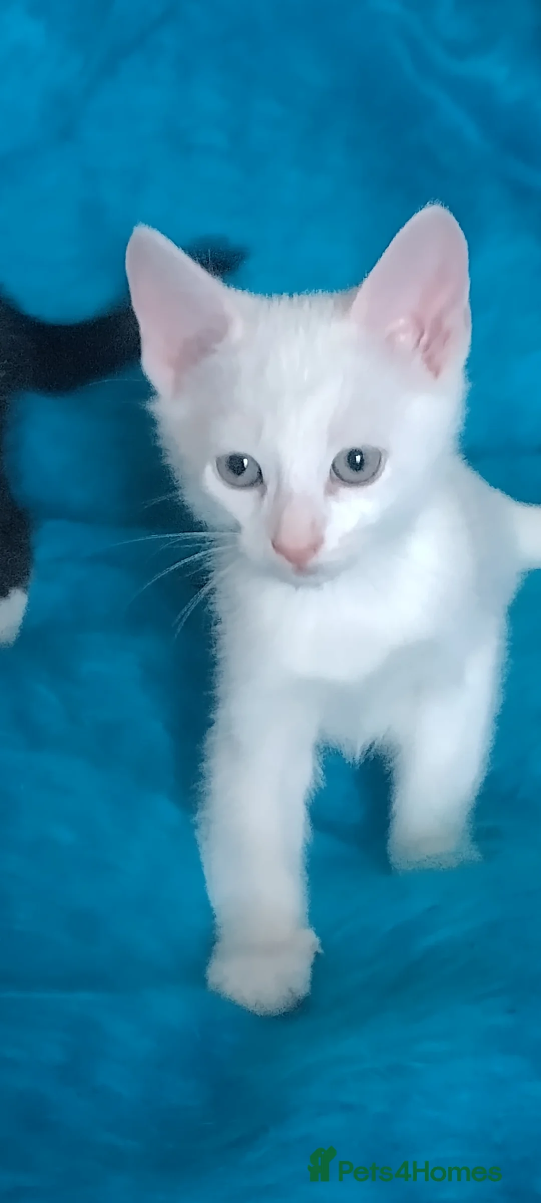 Turkish Angora cats for sale: The Magnificent Five - Turkish Angora mix kittens in London - Advert 1