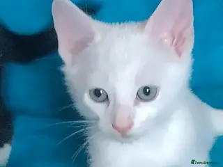 Turkish Angora cats The Magnificent Five - Turkish Angora mix kittens - Advert 1