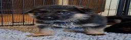 German Shepherd dogs for sale: 1 Gorgeous Male German Shepherd puppy - Advert 17