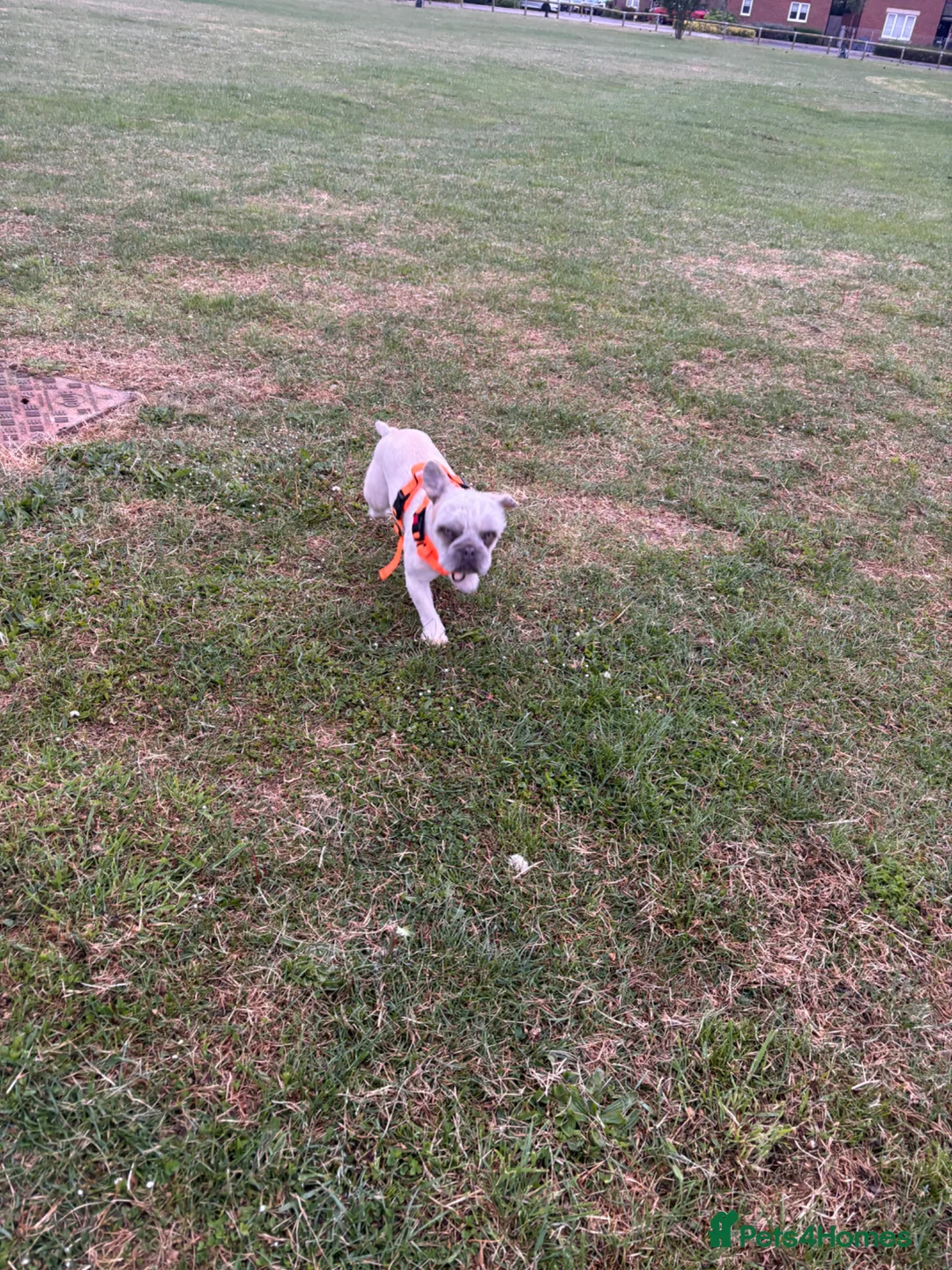 Mixed Breed dogs for sale: Cream fluffy Frenchie  in Sittingbourne - Advert 5
