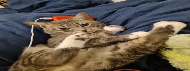 Harley