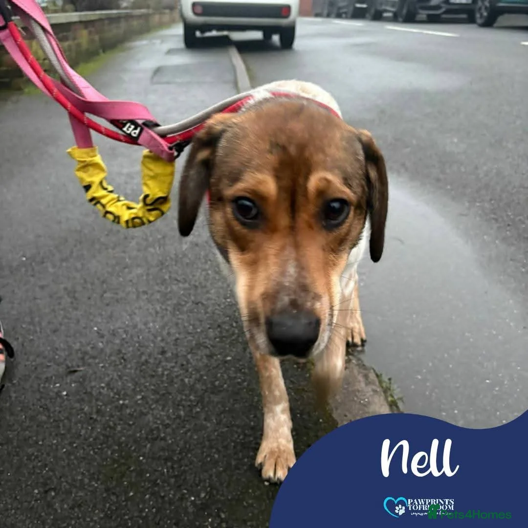 Mixed Breed dogs for adoption: Meet Nell, currently residing in Yorkshire  - Advert 1