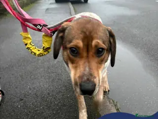 Mixed Breed dogs Meet Nell, currently residing in Yorkshire - Advert 6