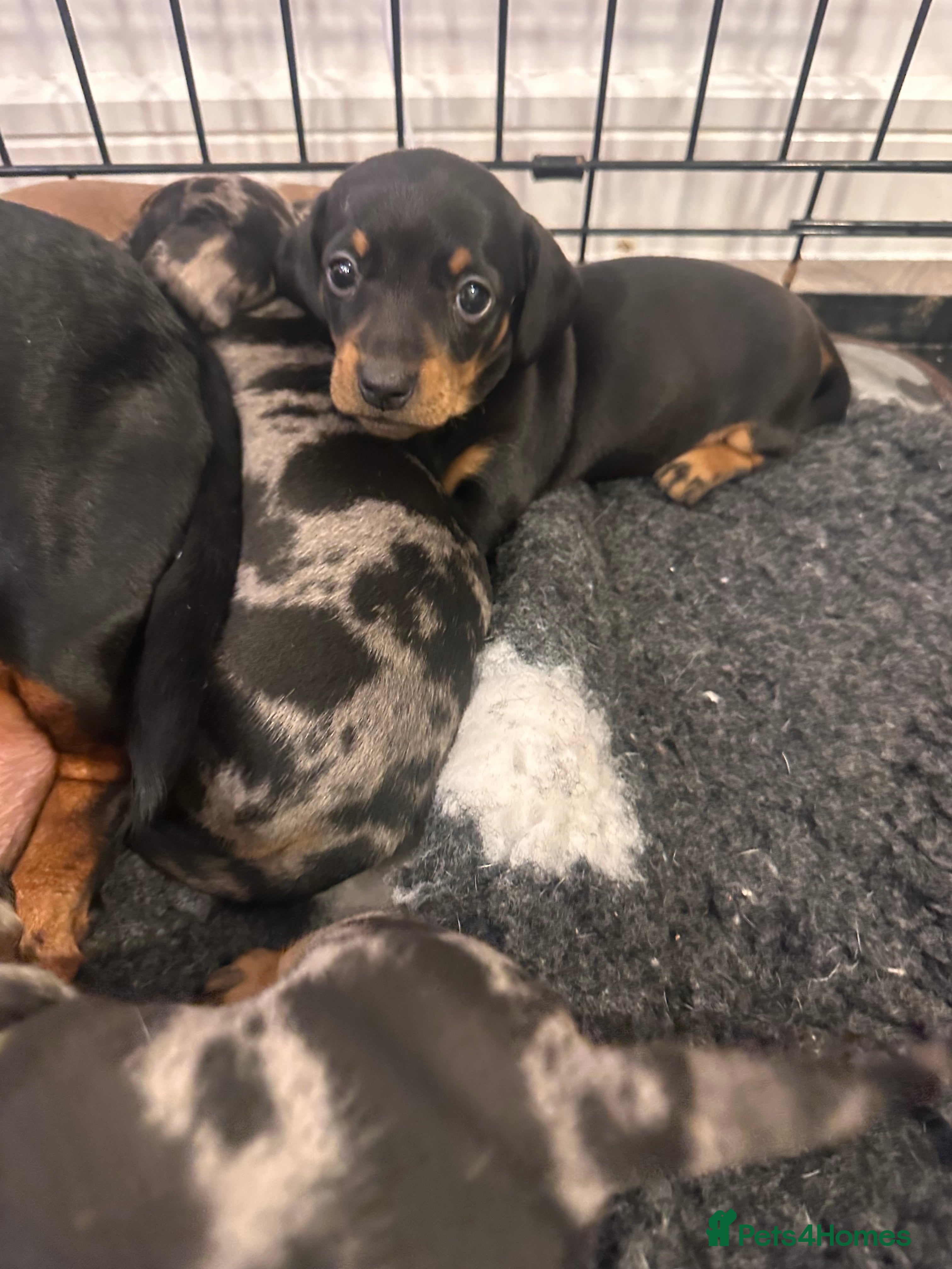 Miniature Dachshund dogs KC BLACK & TAN GIRL LEFT  FOR SALE !!  - Advert 12