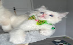 Ragdoll cats for sale: Registered Ragdoll kitttens for sale 2 boys left  - Image 11