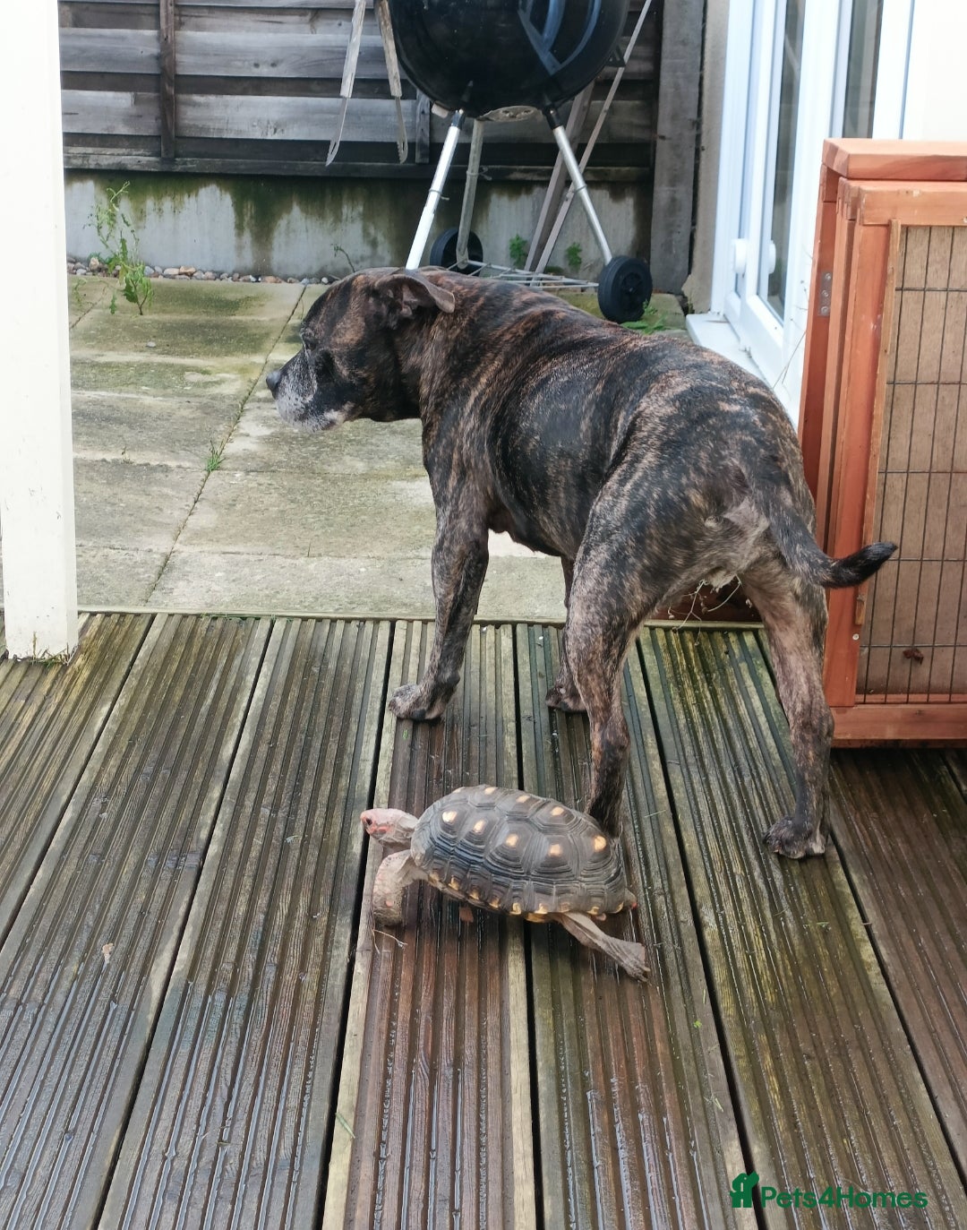 Tortoise reptiles for sale: Cherry head redfoot tortoise  - Image 4