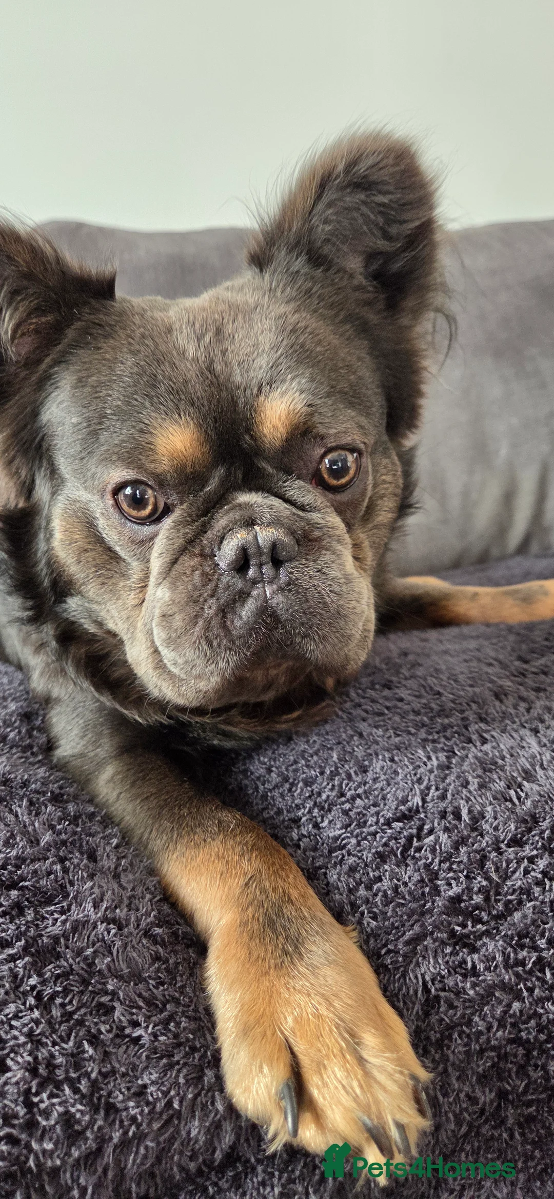 French Bulldog dogs for sale: Fluffy French bulldog  - Advert 1