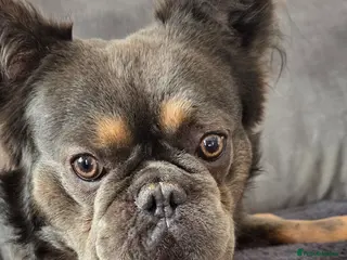 French Bulldog dogs Fluffy French bulldog - Advert 18