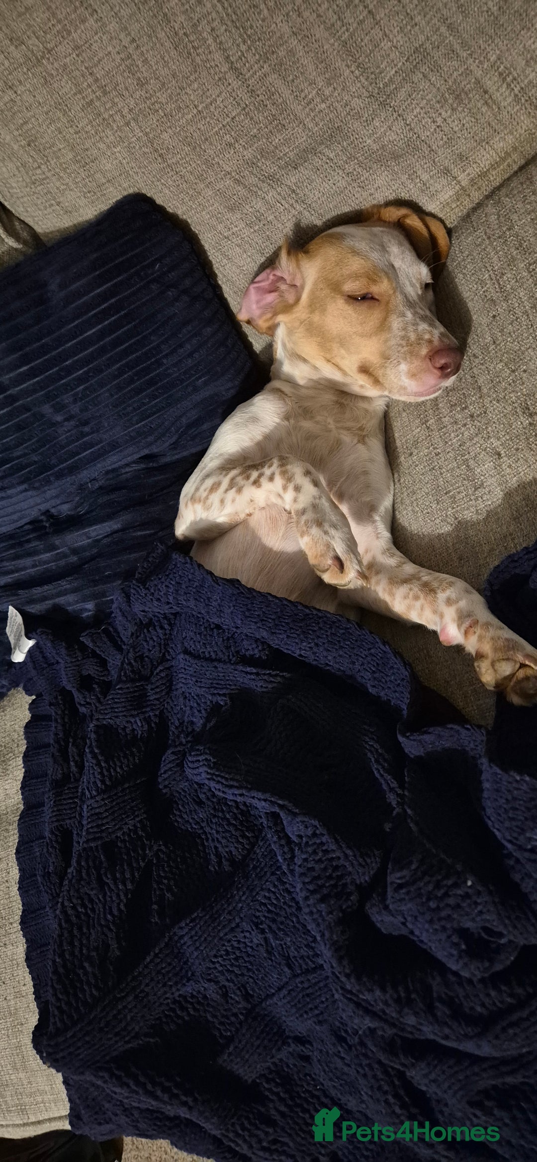 Mixed Breed dogs for sale: 18 months old  - Image 3