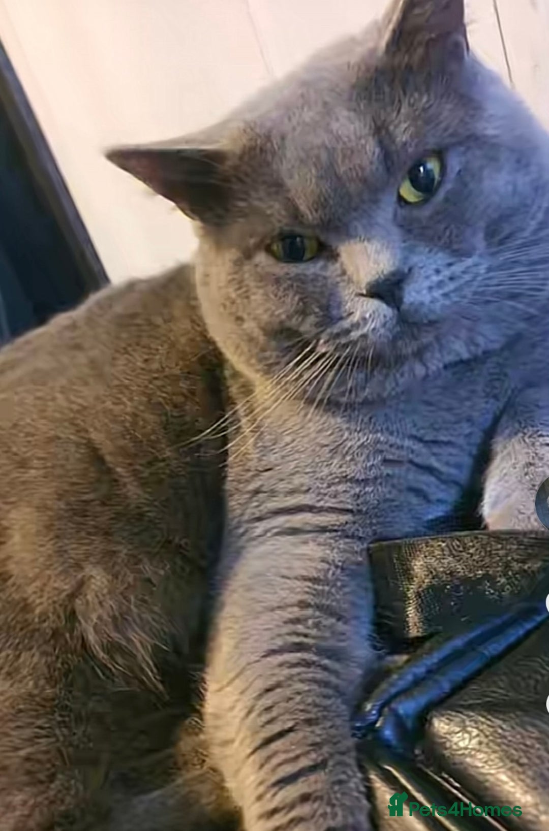 British Shorthair cats for sale: British Shorthair Pedigree Kittens  - Advert 2