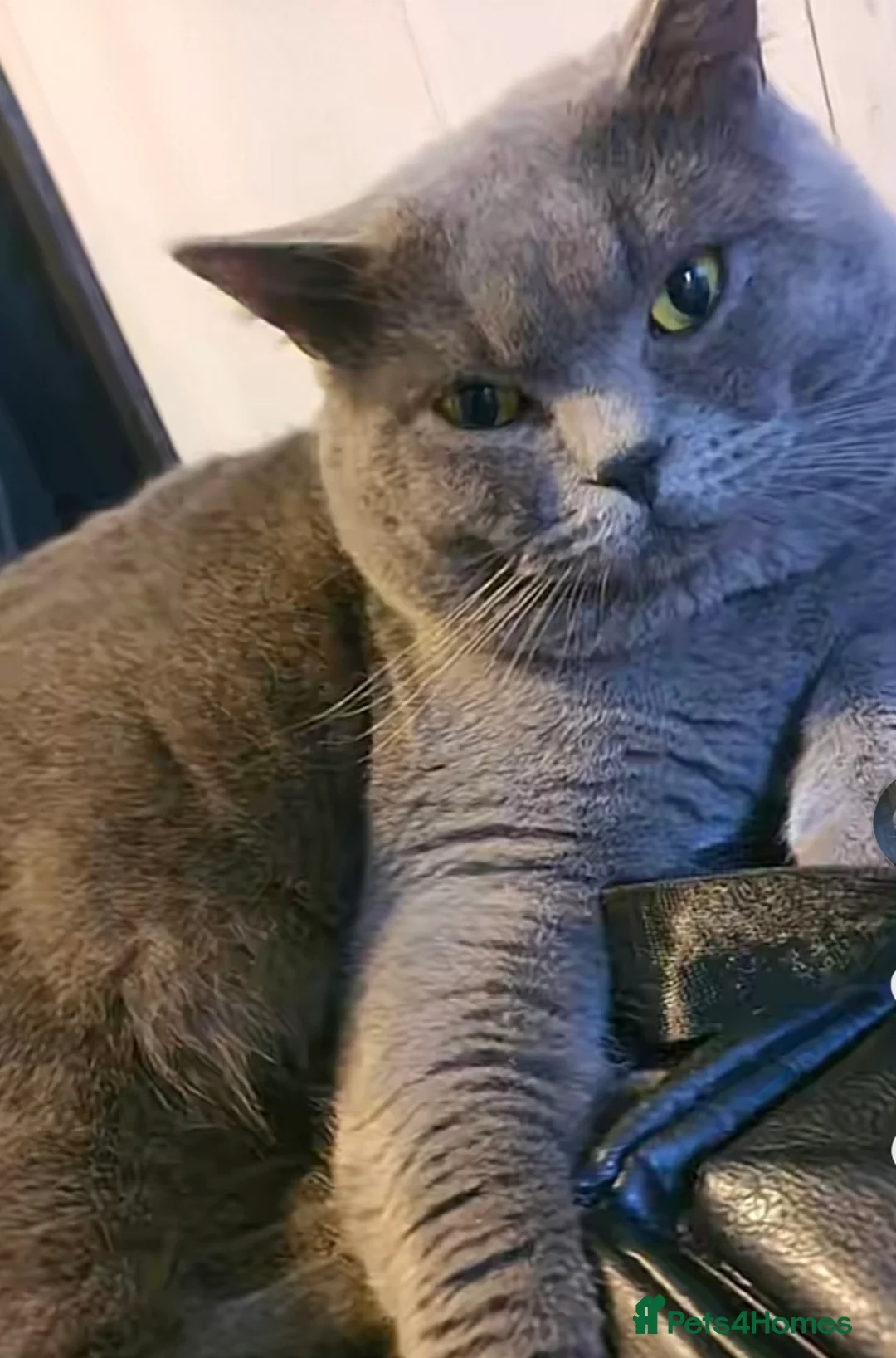 British Shorthair cats for sale: British Shorthair Pedigree Kittens  - Advert 2