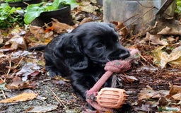 Cocker Spaniel dogs for sale: KC Registered Cocker Spaniel (Working) Puppies - Image 15