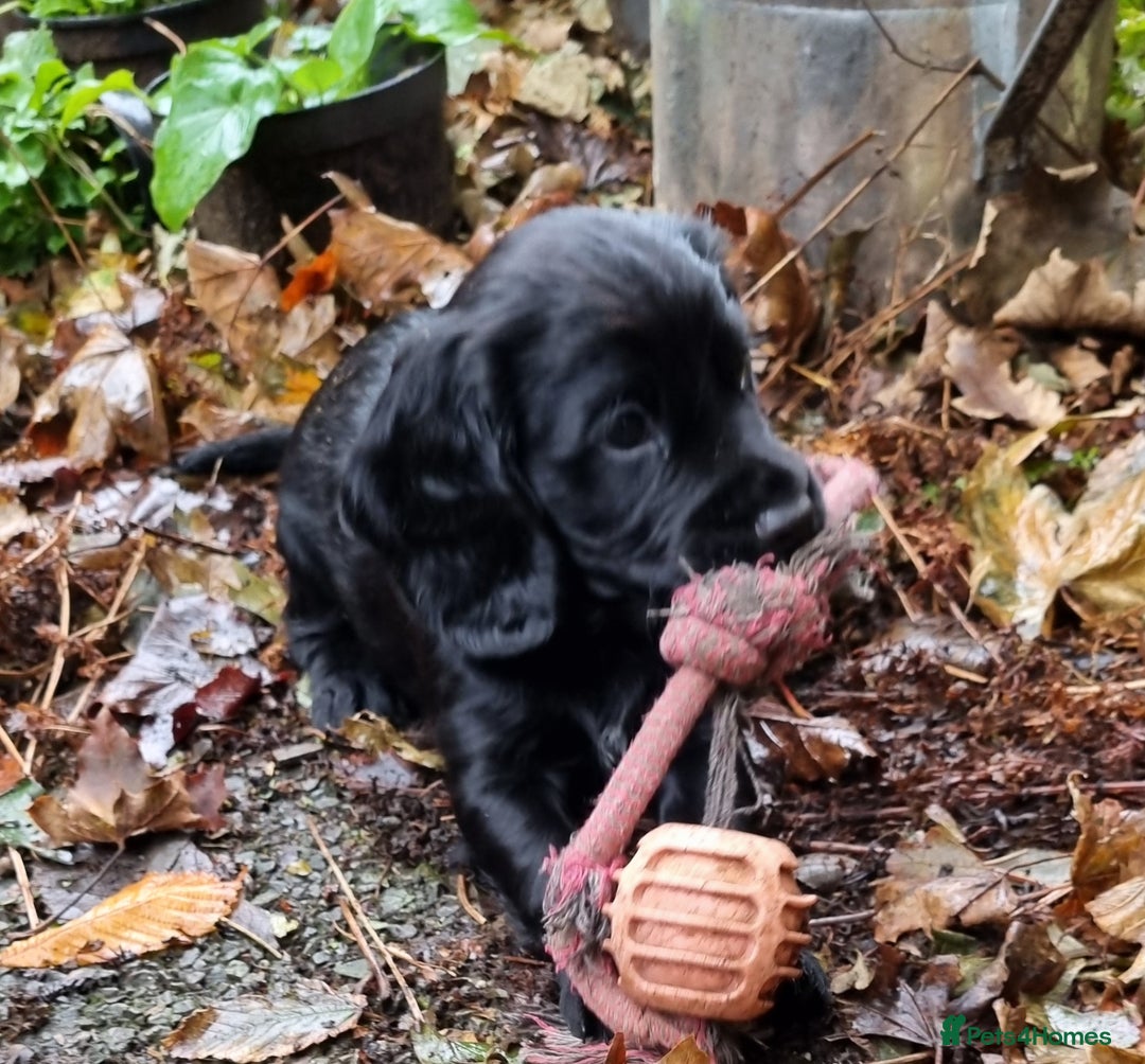 Cocker Spaniel dogs for sale: KC Registered Cocker Spaniel (Working) Puppies - Image 15