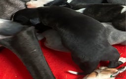 Whippet dogs for sale: KC HEART AND HEALTH TESTED WHIPPETS - Image 5