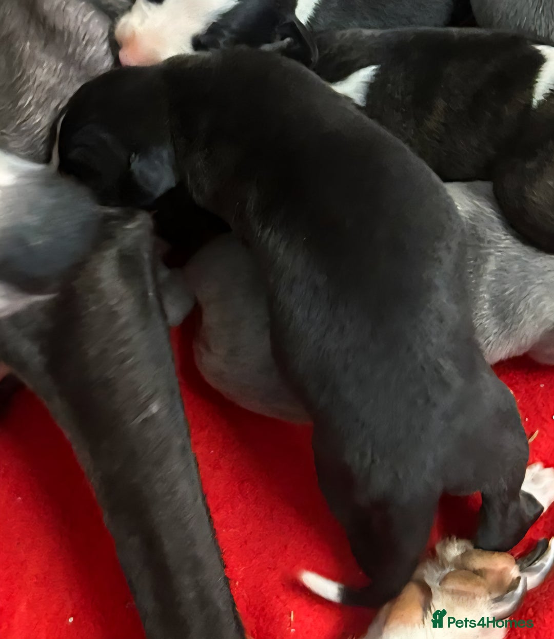 Whippet dogs for sale: KC HEART AND HEALTH TESTED WHIPPETS - Image 5