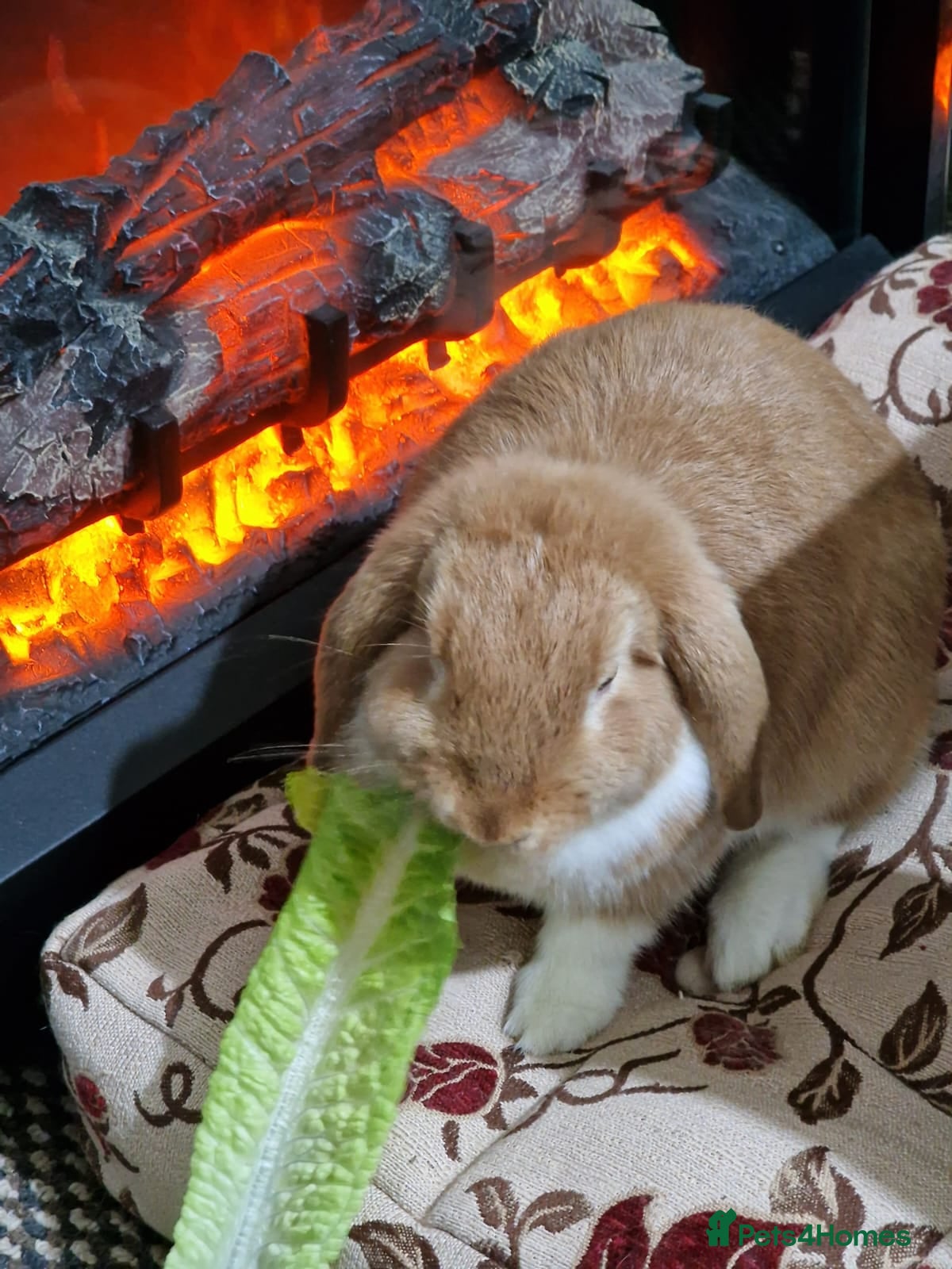 Mini Lop rabbits 🐰 Adorable Adult Rabbit Looking for a New Home 🏡 - Advert 12