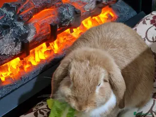 Mini Lop rabbits 🐰 Adorable Adult Rabbit Looking for a New Home 🏡 - Advert 12
