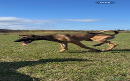 Mixed Breed dogs for sale: belgian malinois x lurcher - Image 4