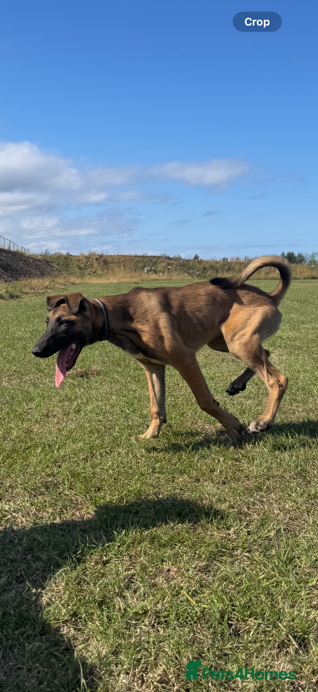 Mixed Breed dogs for sale: belgian malinois x lurcher - Image 4