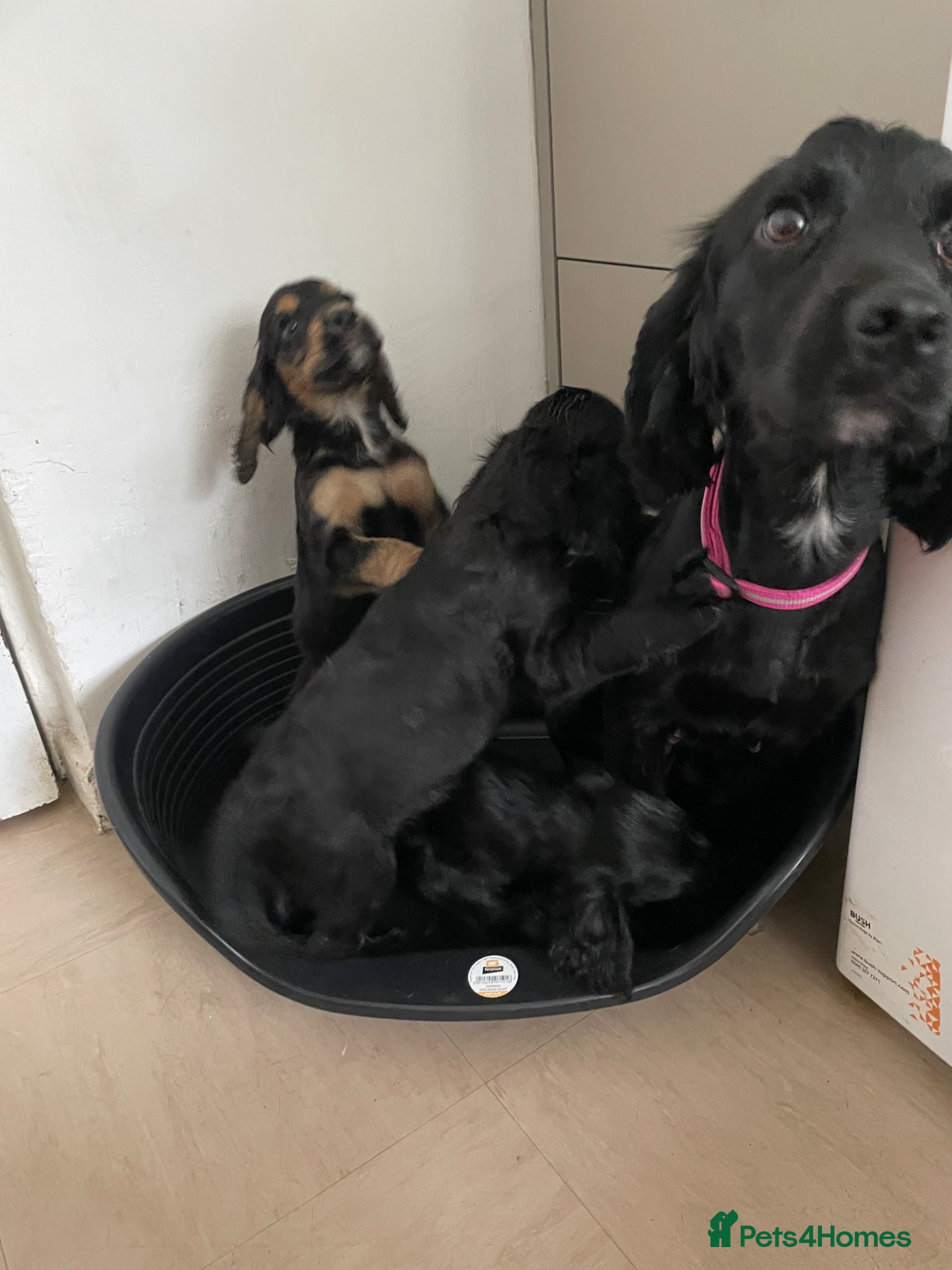 Cocker Spaniel dogs Cocker spaniel puppies  - Advert 3