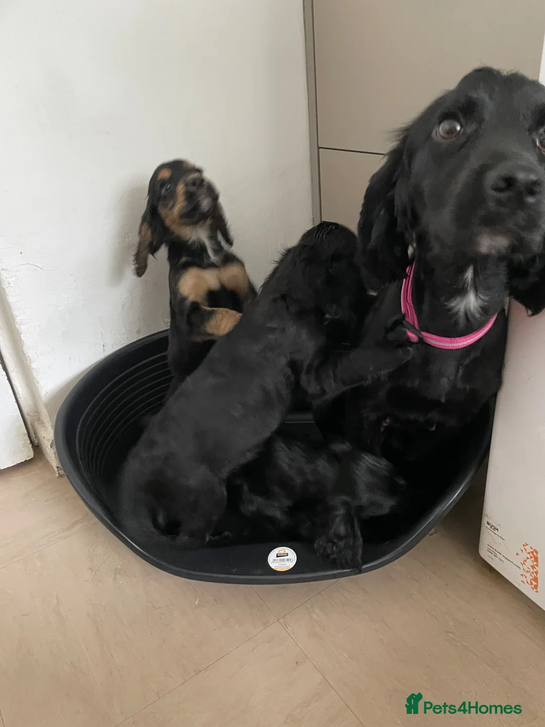 Cocker Spaniel dogs for sale: Cocker spaniel puppies  - Advert 2