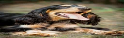 Cocker Spaniel dogs for sale: Kc registered show cocker spaniel  - Advert 2