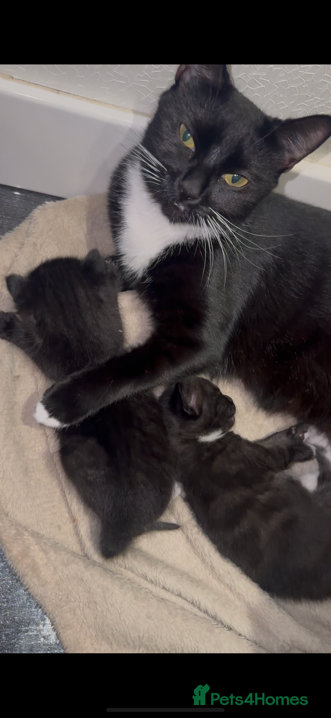 Mixed Breed cats for sale: 🐾 Adorable Kittens for Sale 🐾 - Advert 4