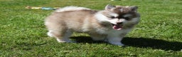 Pomsky dogs for stud: American Import Chocolate Pomsky for Stud in Ammanford - Advert 26