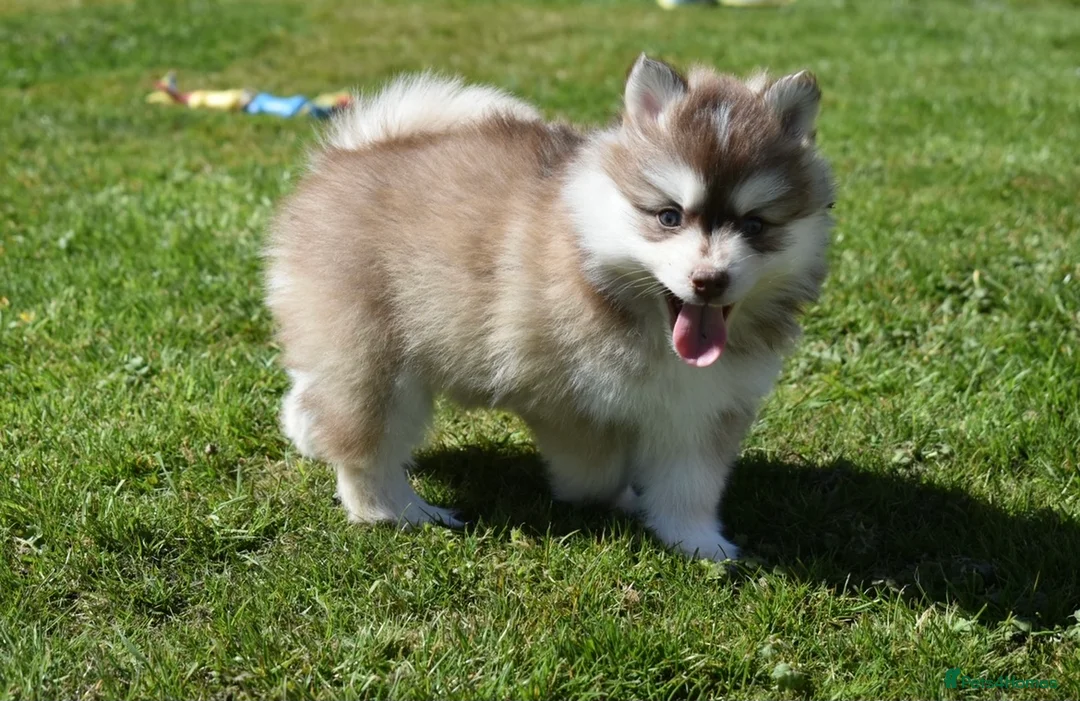 Pomsky dogs for stud: American Import Chocolate Pomsky for Stud in Ammanford - Advert 26