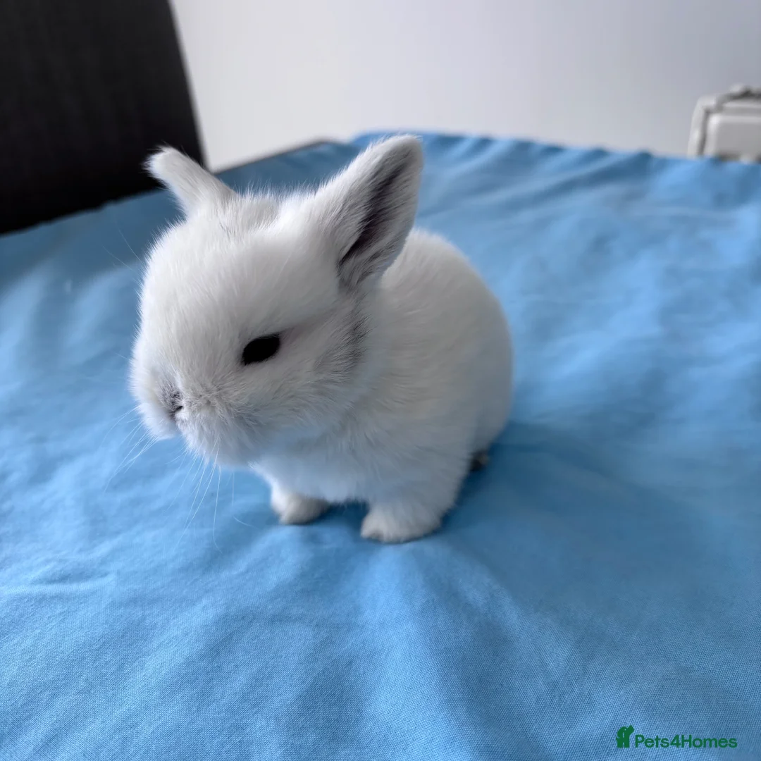 Mini Lop rabbits for sale: 3 adorable Mini Lop rabbits looking for new home - Advert 9