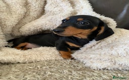 Dachshund dogs for sale: Miniature dachshund’s puppies  - Image 6