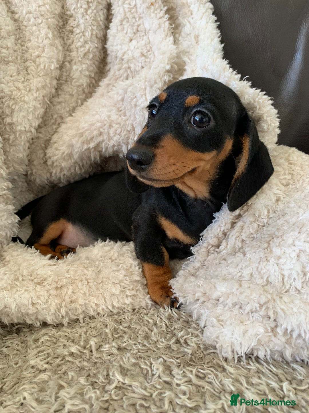 Dachshund dogs for sale: Miniature dachshund’s puppies  - Image 6