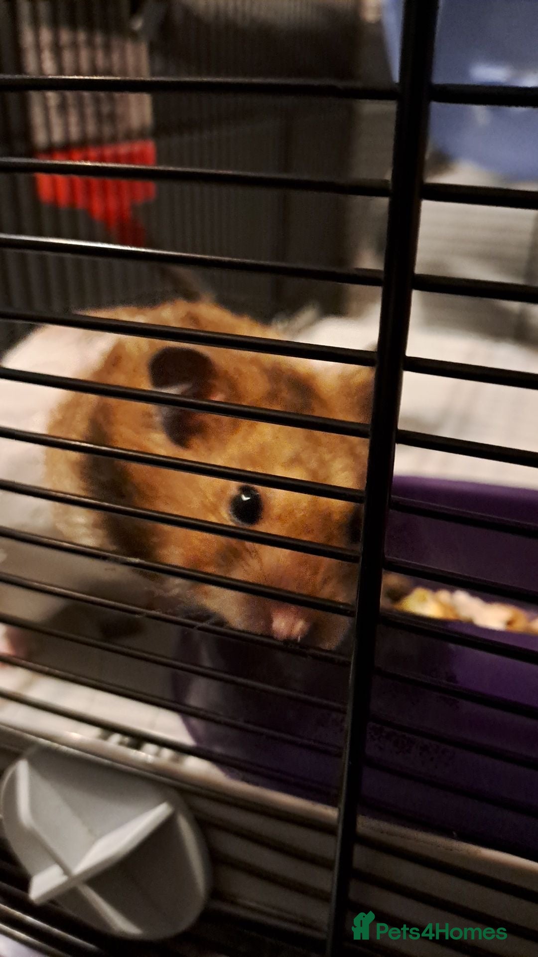 Hamster rodents for sale: Syrian hamster - Image 2