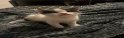 Domestic Shorthair cats for sale: Beautiful Black & White Kittens – Very Socialised - Advert 10