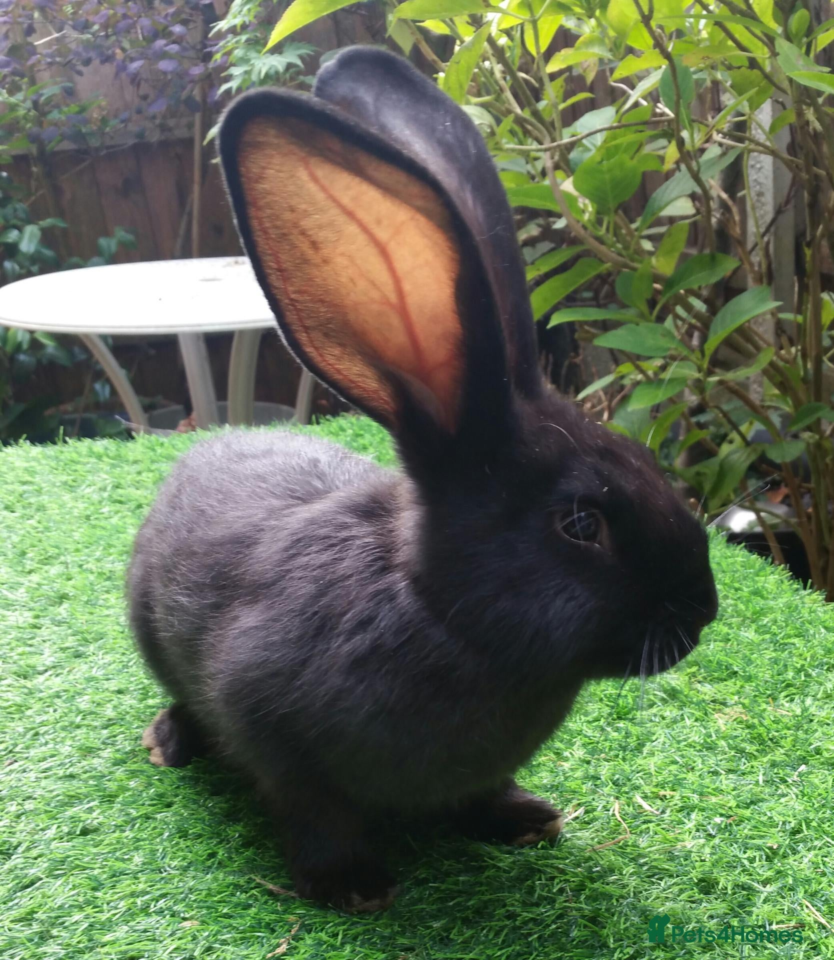 Continental Giant rabbits PURE Continental Giant BUCK Vaccinated RESERVE 🐰  - Advert 9