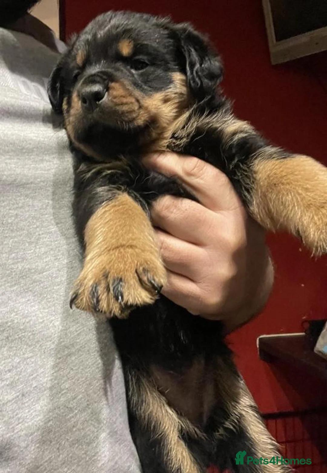 Rottweiler dogs for sale: Excellent Heritage and Exceptional Potential Pups in Cardiff - Advert 2