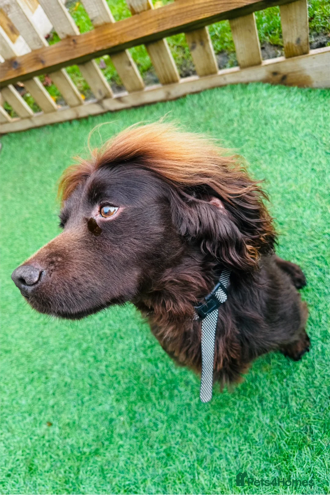 Cocker Spaniel dogs for stud: Cocker spaniel stud - Advert 2