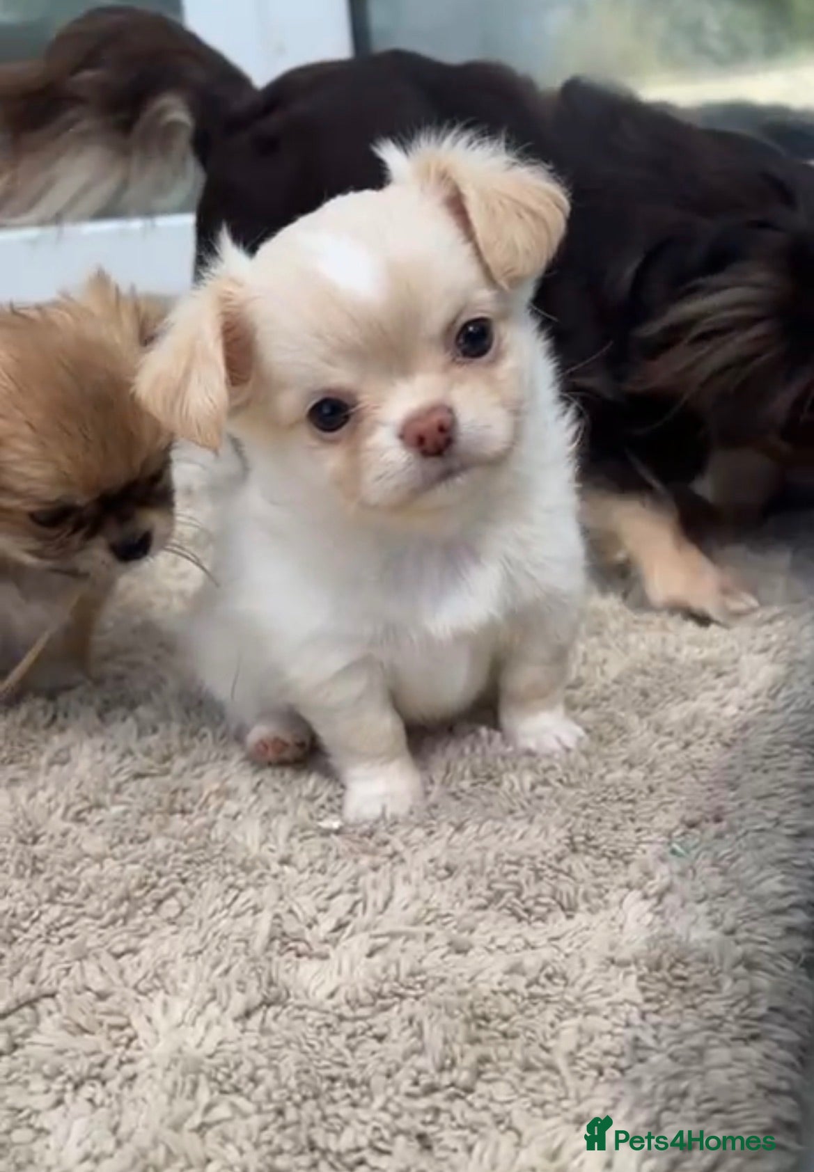 Chihuahua dogs KC LONG COAT CHIHUAHUA’S - Advert 2