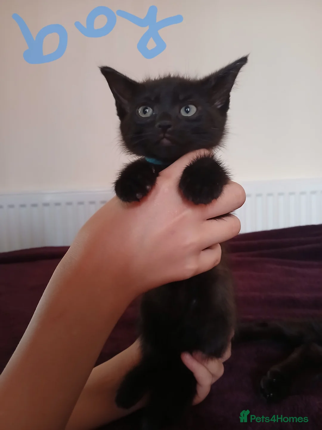 Mixed Breed cats for sale: 3 Adorable fluffy kittens 😸 😍  Ready now‼️ - Advert 2