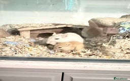 Gerbil rodents for sale: Baby gerbils  - Image 8
